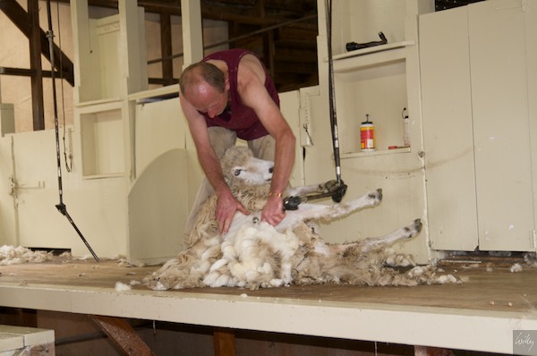 New Zealand 09 10  155